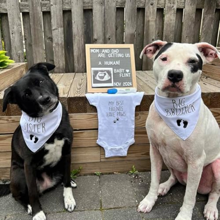 Blank Dog Bandanas Large-1PCS, - Bandana Blank White recensie en prijs